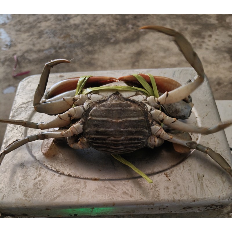 Mud Crab Female — 264g