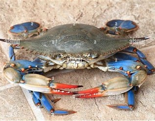 Blue Crab — Fresh
