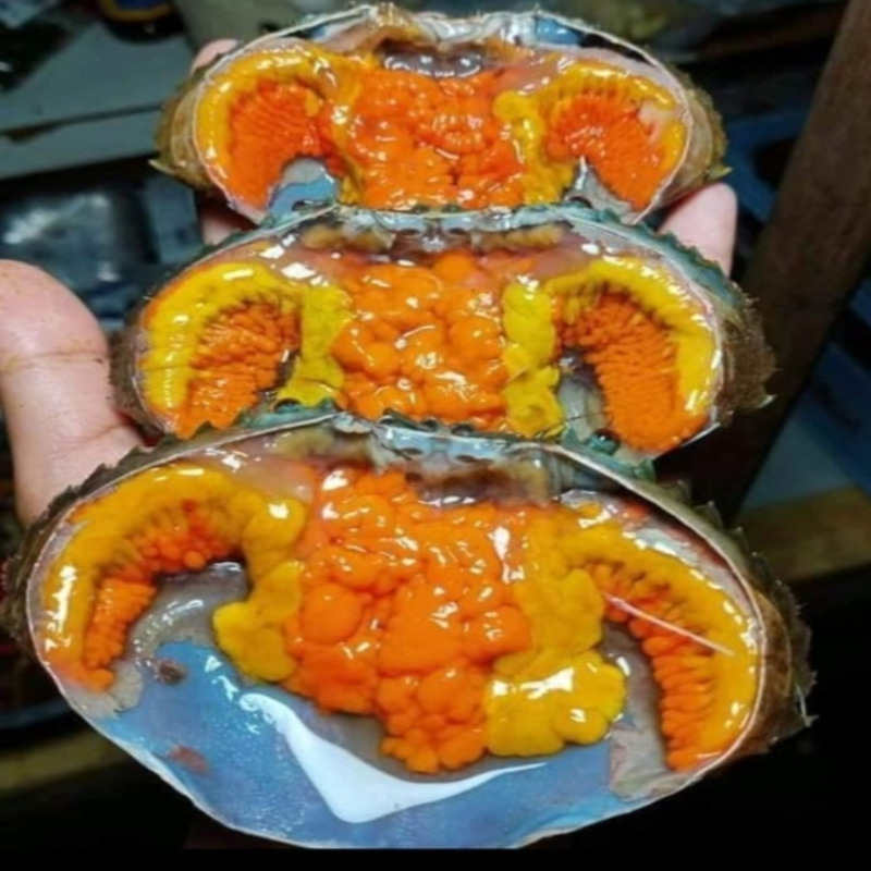 ঘিলু ভরা সুন্দরবনের লাইভ মহিলা কাঁকড়া