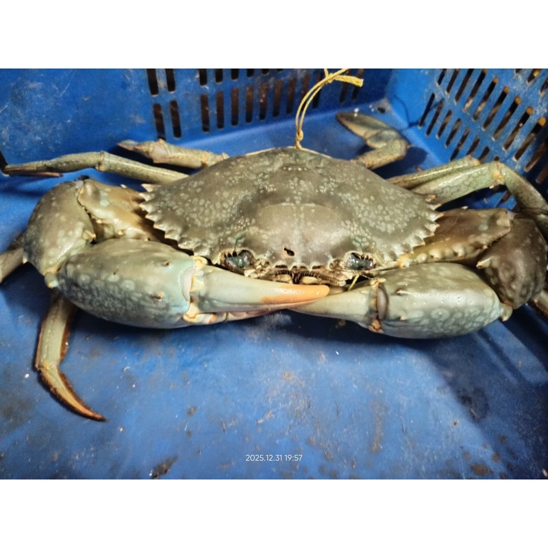 Green Crab — Fresh