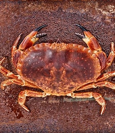 Sea Crab — Fresh